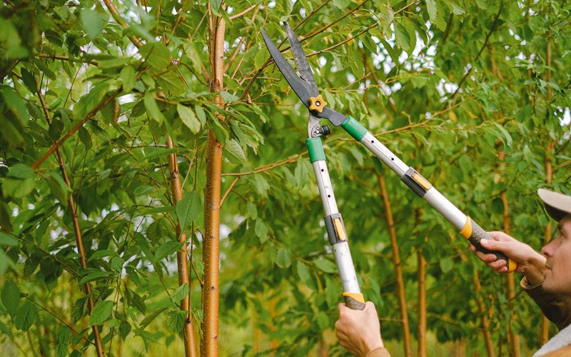 Tree trimming in Naches, WA